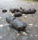 The issues - dog fouling